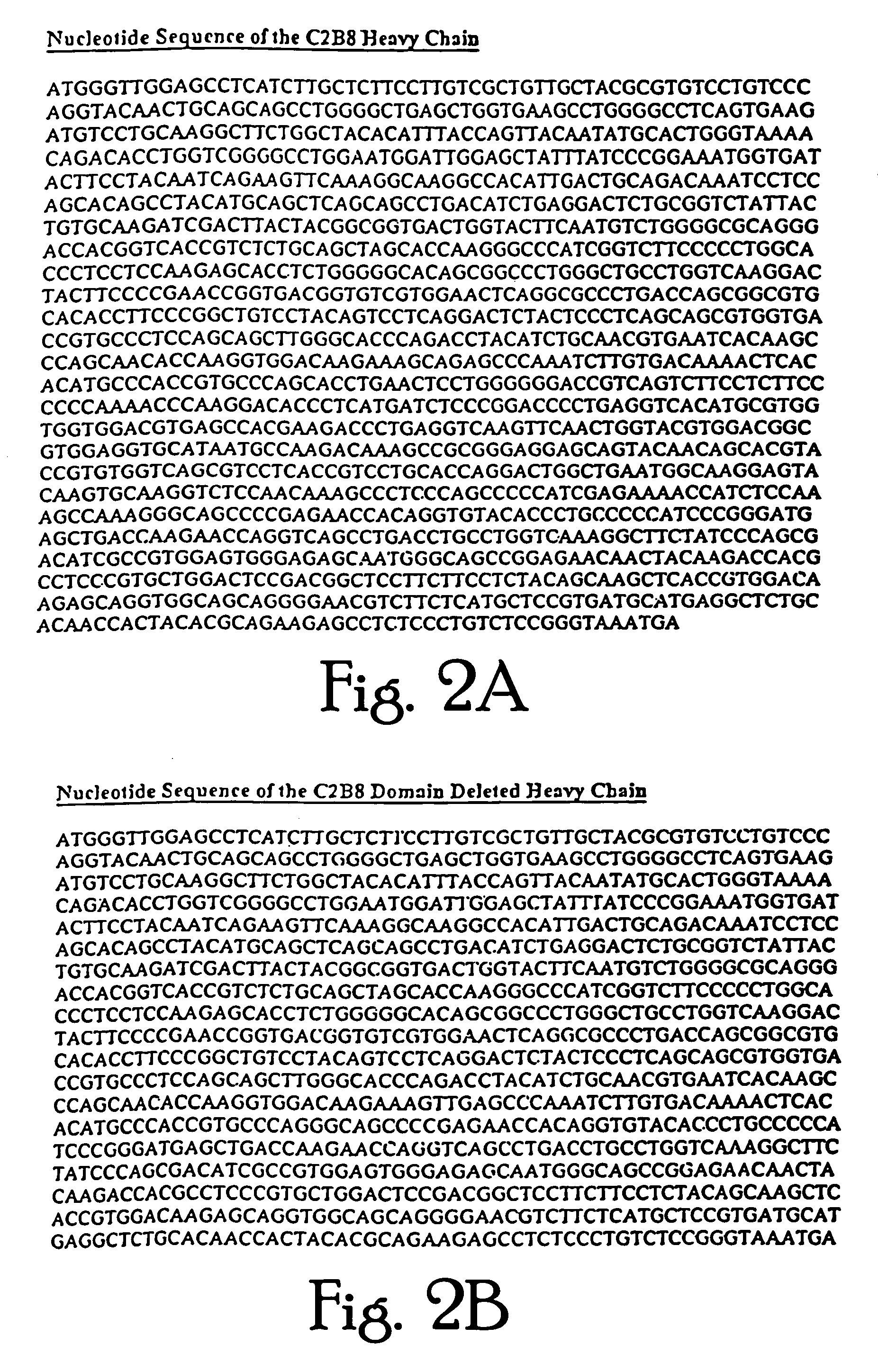 TAG-72 specific CH2 domain deleted antibodies