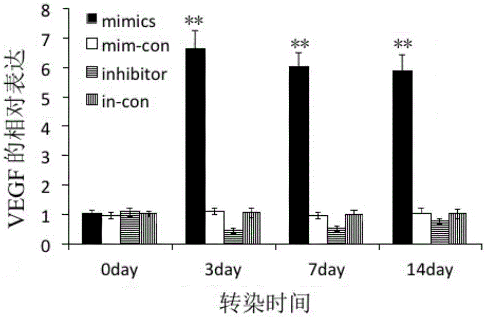 Micro RNA for accelerating tissue-engineered bone vascularization and application thereof