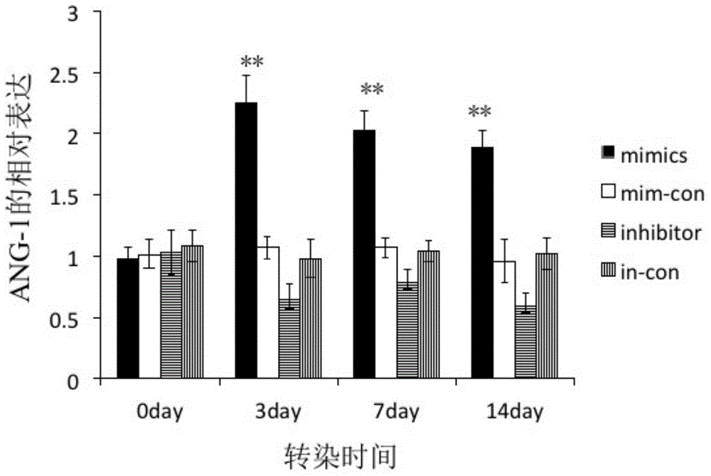 Micro RNA for accelerating tissue-engineered bone vascularization and application thereof