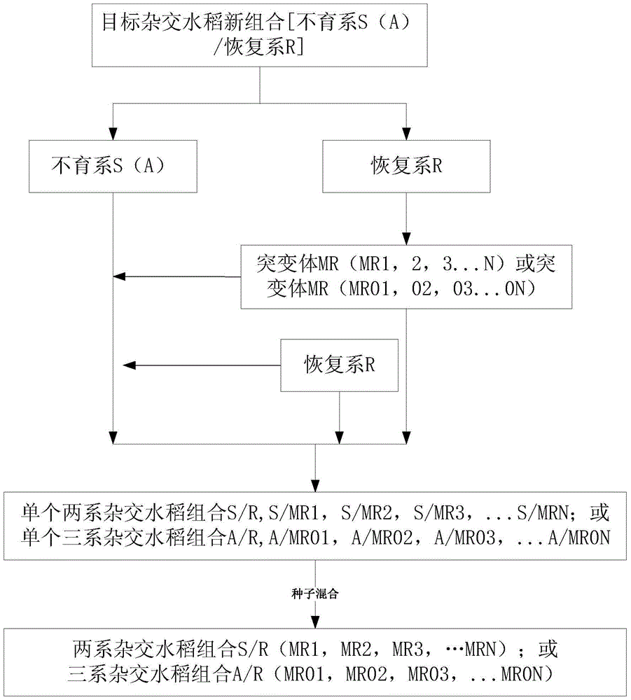 A kind of hybrid rice seed production method