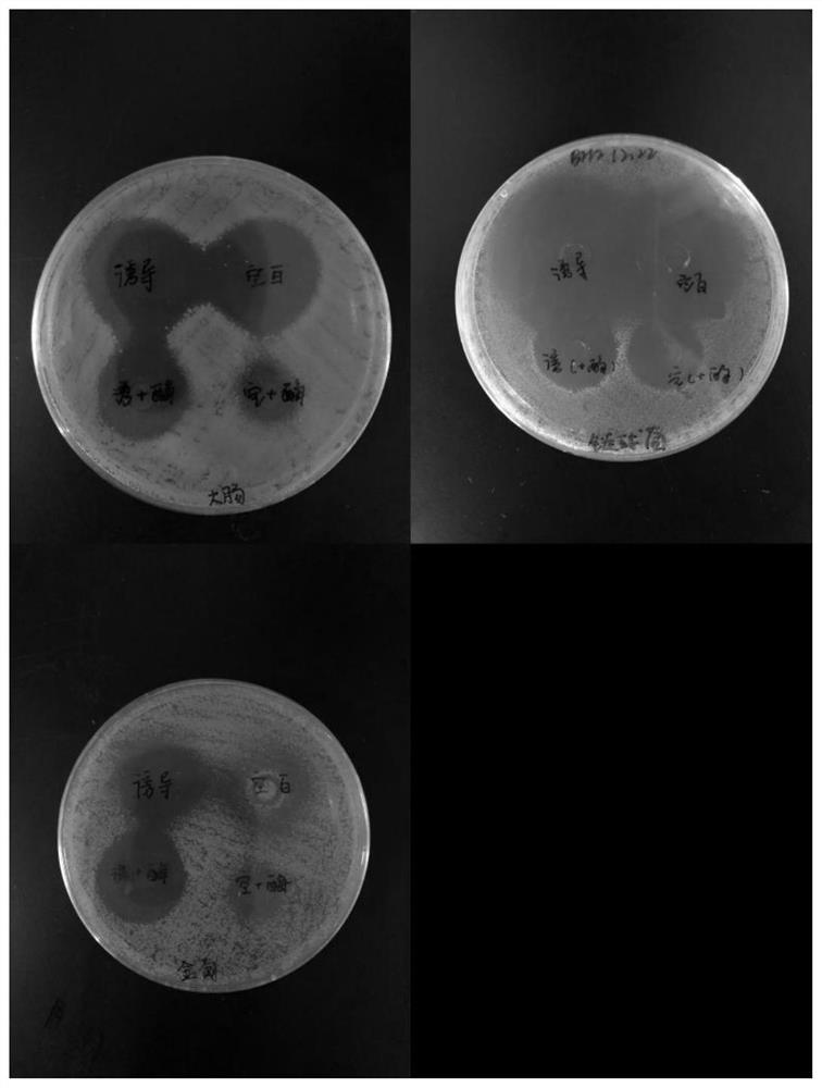 Method for inducing tenebrio molitor to produce antibacterial peptide, preparation method of tenebrio molitor antibacterial peptide and application of tenebrio molitor antibacterial peptide