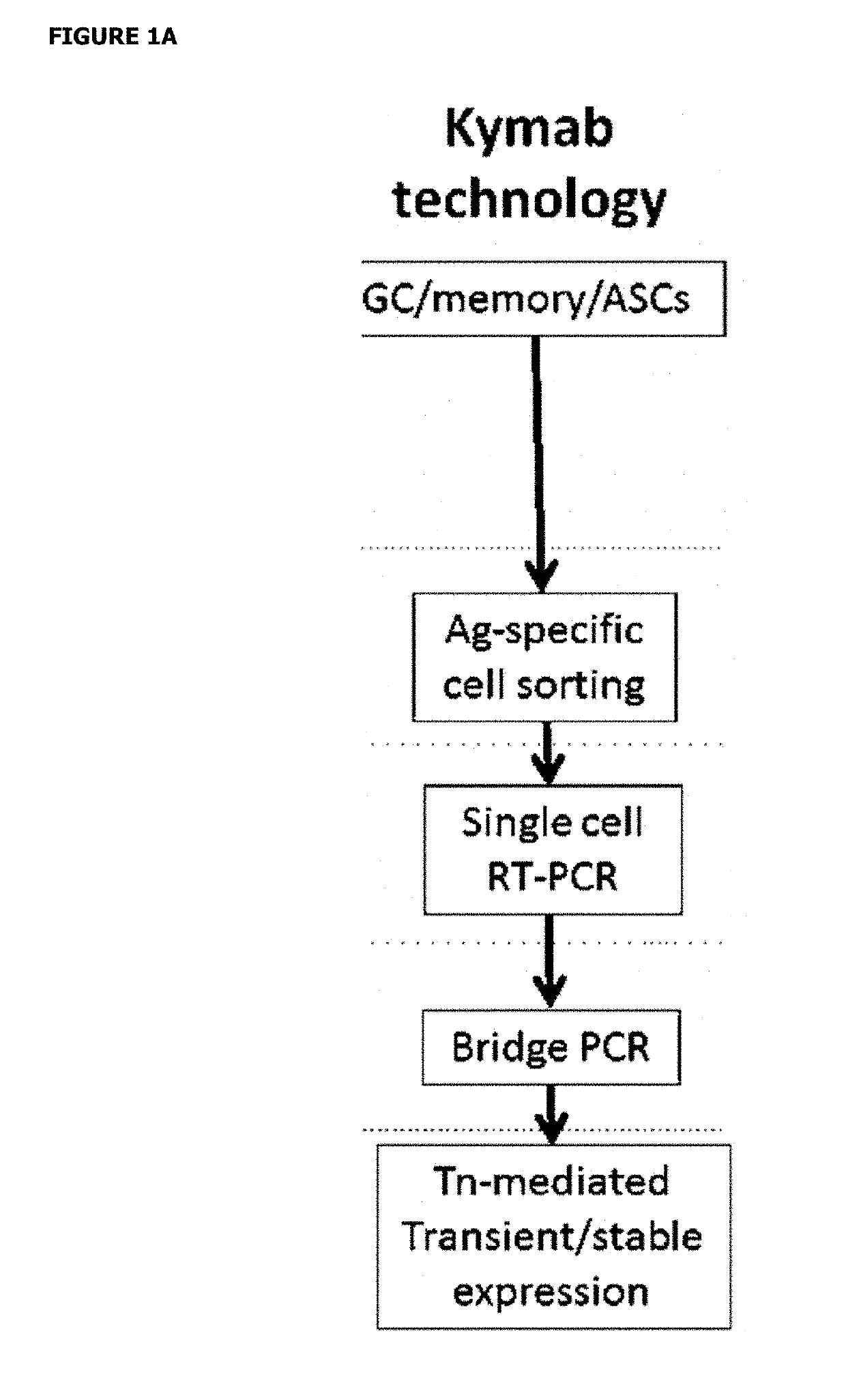 Expression vector production and high-throughput cell screening