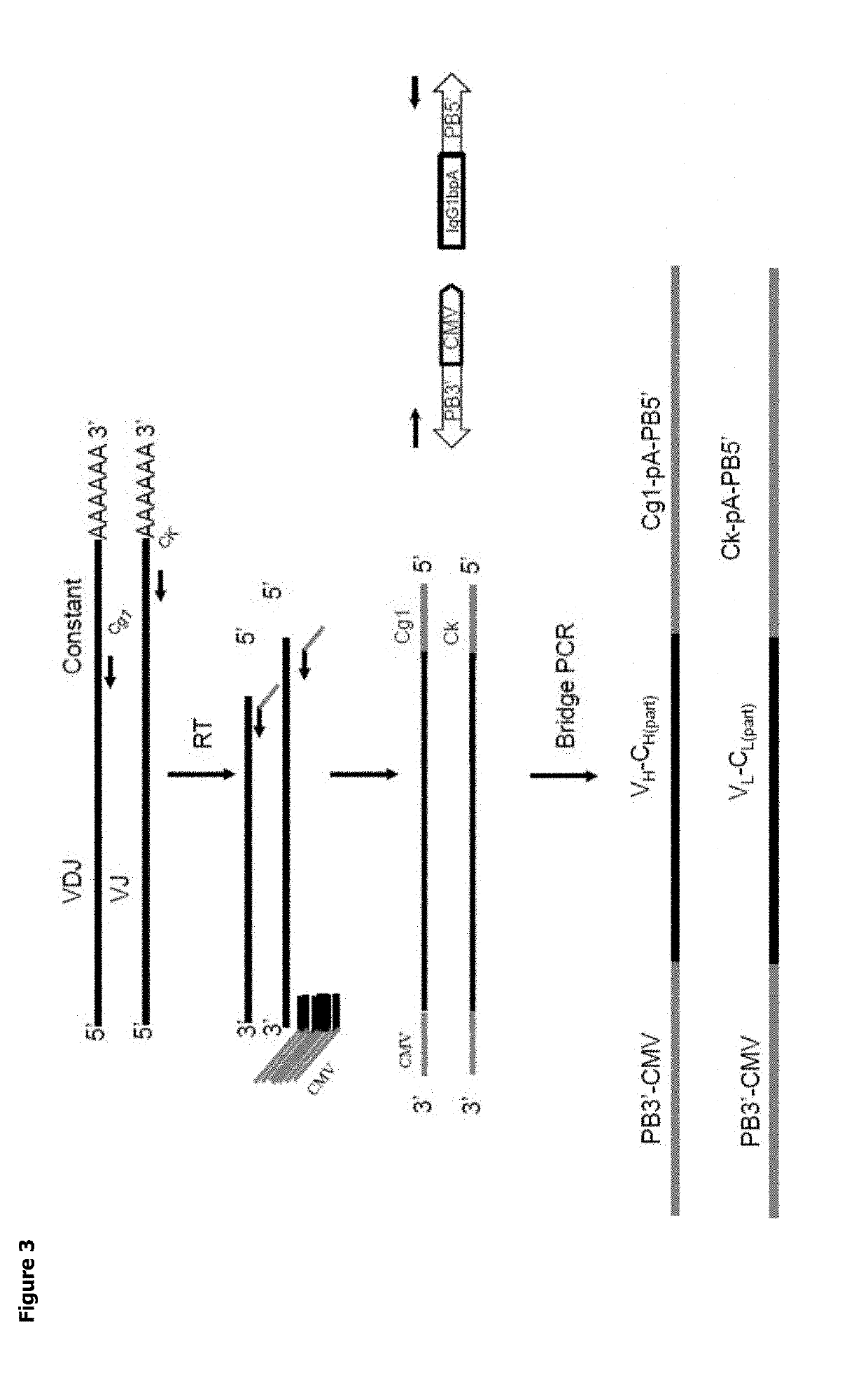 Expression vector production and high-throughput cell screening