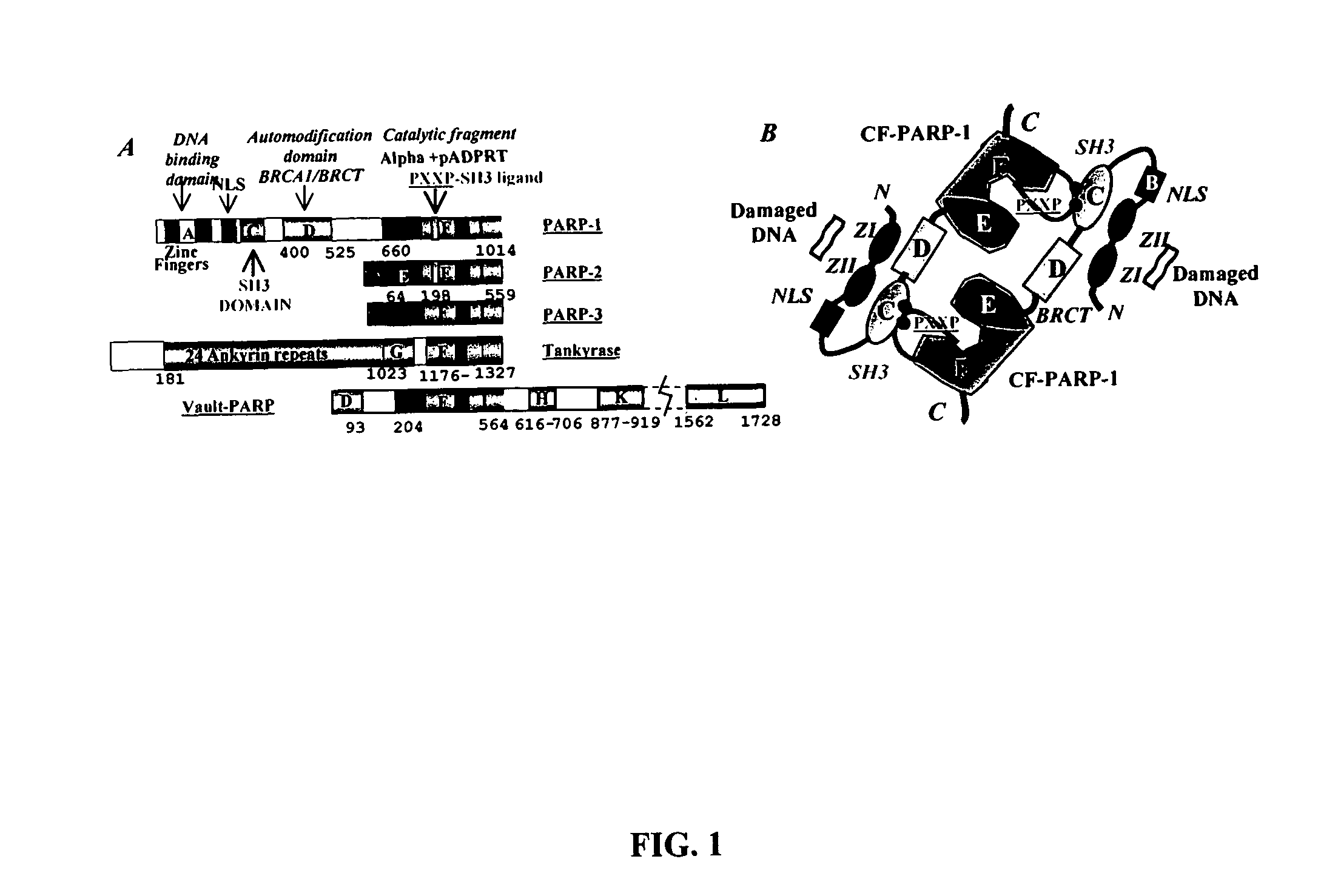 Selective PARP-1 targeting for designing chemo/radio sensitizing agents