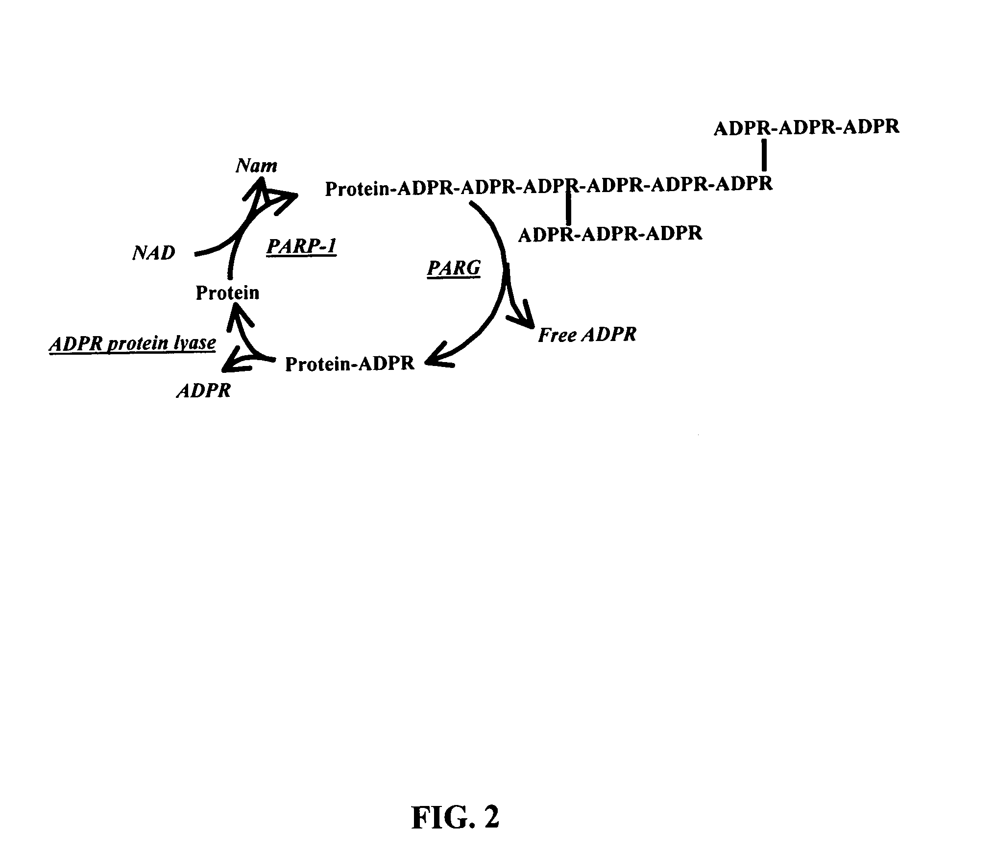 Selective PARP-1 targeting for designing chemo/radio sensitizing agents