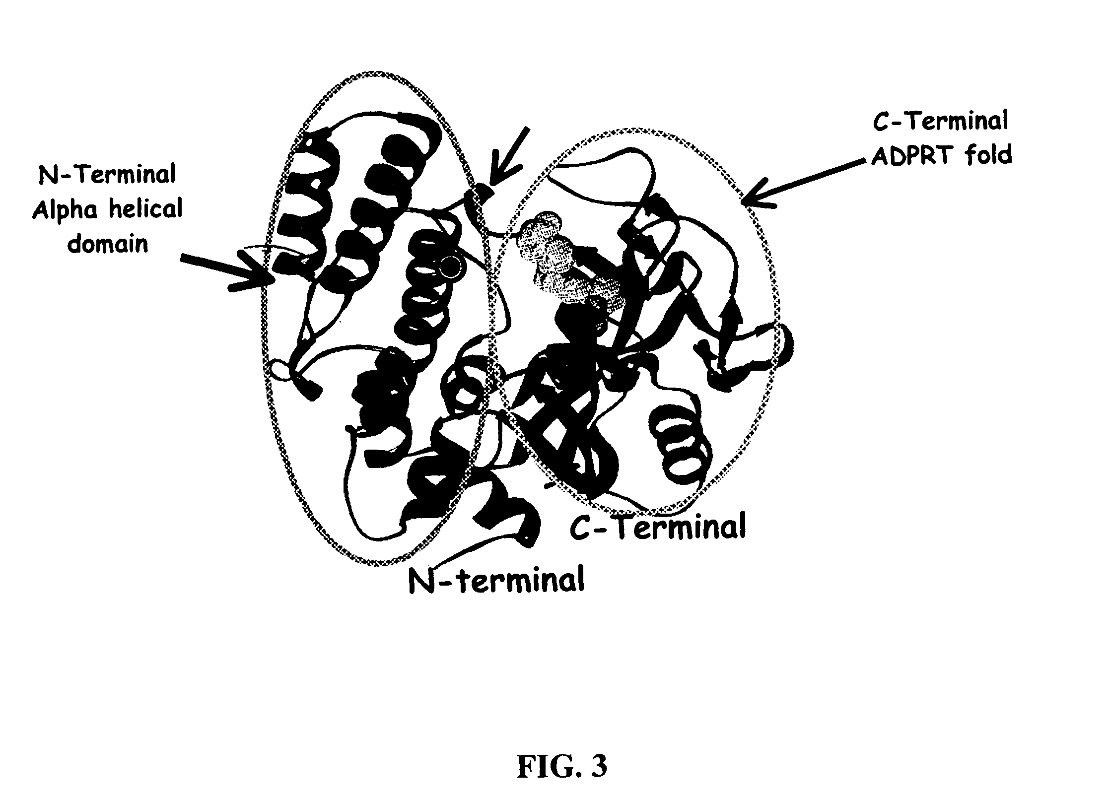 Selective PARP-1 targeting for designing chemo/radio sensitizing agents