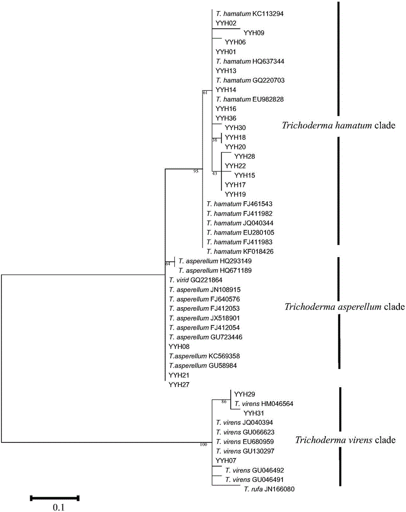 A strain of Trichoderma hacinata that utilizes cellobiose to produce β-glucosidase