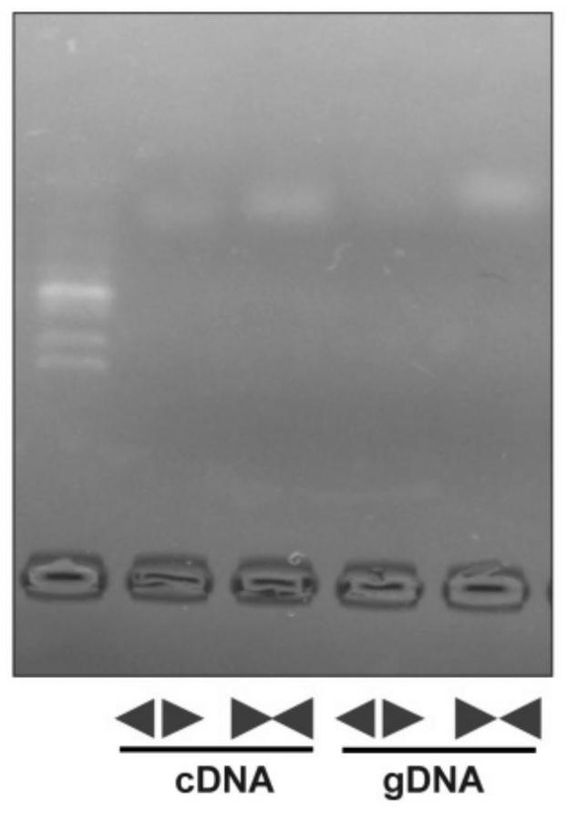 Method for adjusting and controlling ovarian granular cells based on circ-Atp5BP