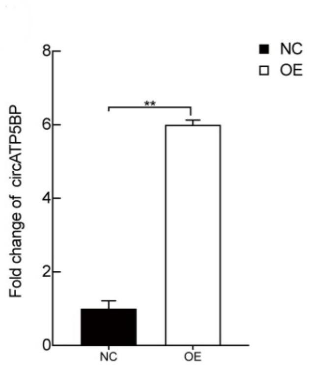 Method for adjusting and controlling ovarian granular cells based on circ-Atp5BP