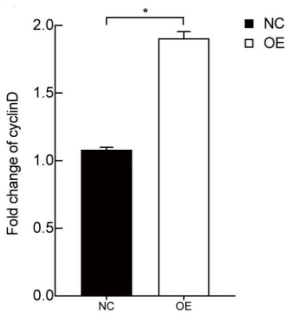 Method for adjusting and controlling ovarian granular cells based on circ-Atp5BP