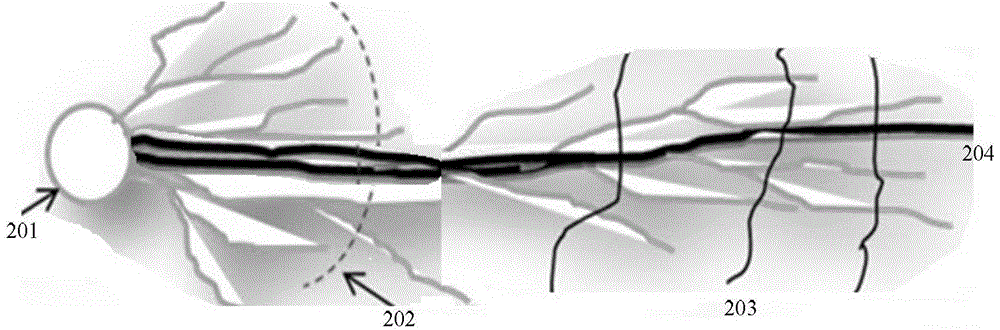 Wide-net fracturing method for shale gas exploitation