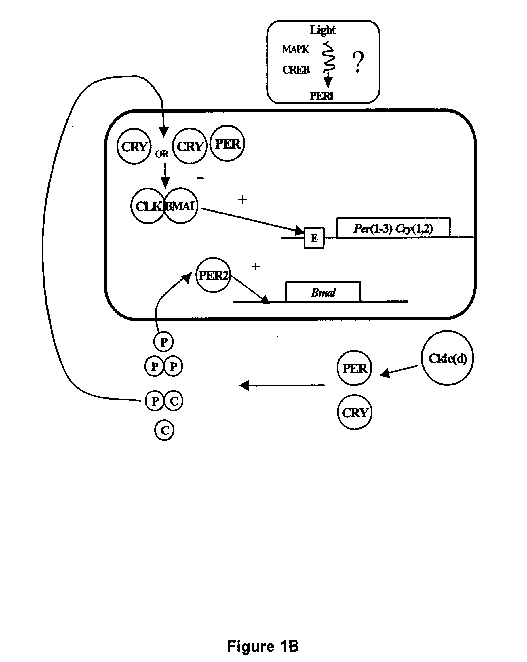 Advanced sleep phase syndrome gen in humans