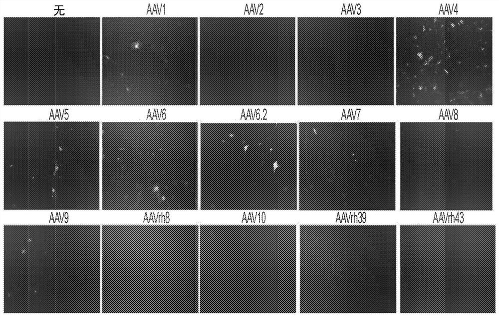 Gene therapeutics for treating bone disorders