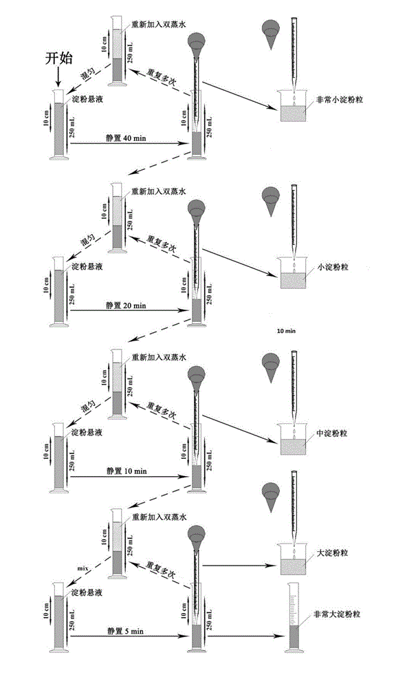 Purification method for 5-grade grains of lotus root starch