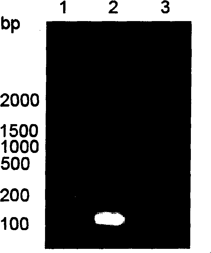 Novel conus P-superfamily toxin sequence, preparation method and uses thereof