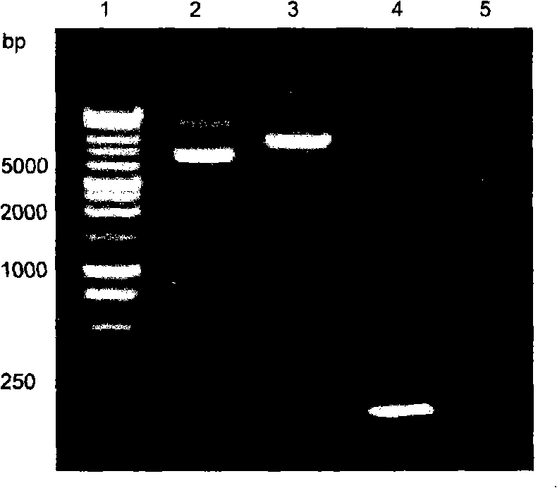 Novel conus P-superfamily toxin sequence, preparation method and uses thereof