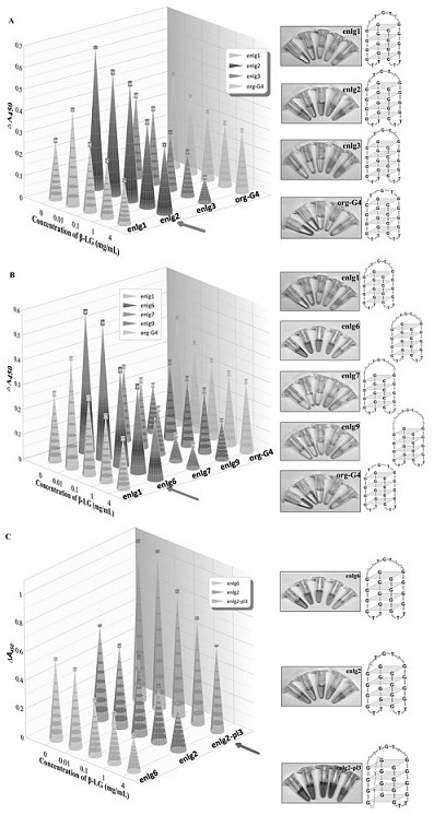 Difunctional G-quadruplex allosteric biosensor for detecting beta-lactoglobulin