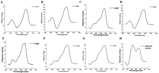 Difunctional G-quadruplex allosteric biosensor for detecting beta-lactoglobulin