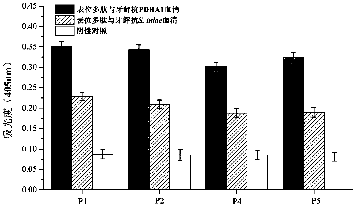 Streptococcus iniae PDHA1 multi-epitope polypeptide