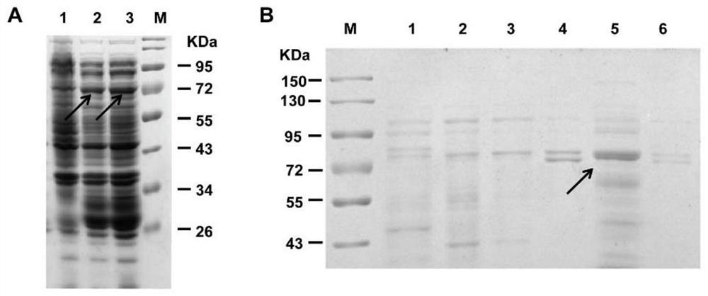 Application of a traditional Chinese medicine monomer in the preparation of pcsk9 target inhibitory drugs