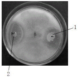 Compound microbial fertilizer and preparation method thereof