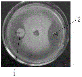 Compound microbial fertilizer and preparation method thereof