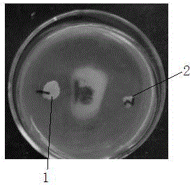 Compound microbial fertilizer and preparation method thereof