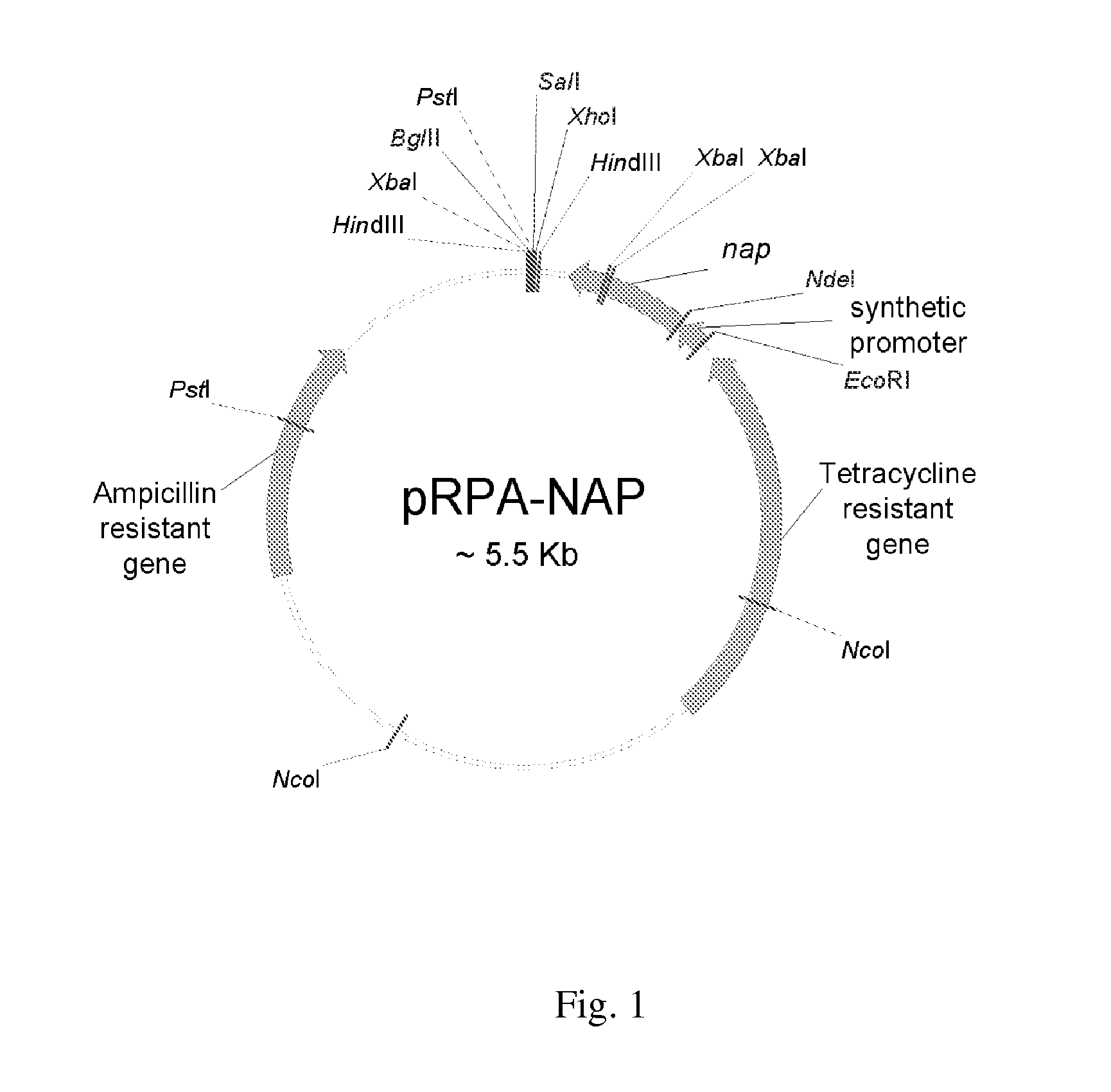 Method for one-step purification of recombinant helicobacter pylori neutrophil-activating protein