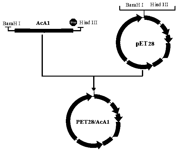 Antrodia camphorata immunomodulatory protein ACA1 and a coding gene thereof and application thereof