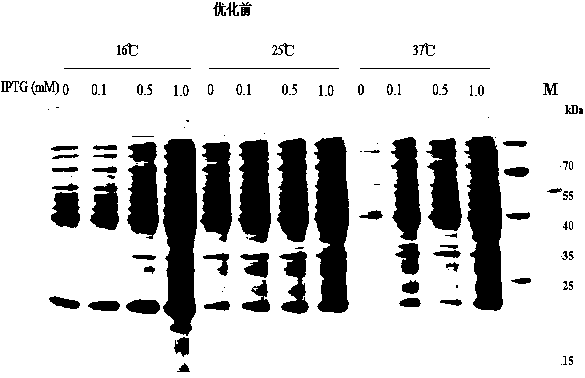 Antrodia camphorata immunomodulatory protein ACA1 and a coding gene thereof and application thereof