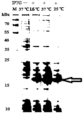 Antrodia camphorata immunomodulatory protein ACA1 and a coding gene thereof and application thereof