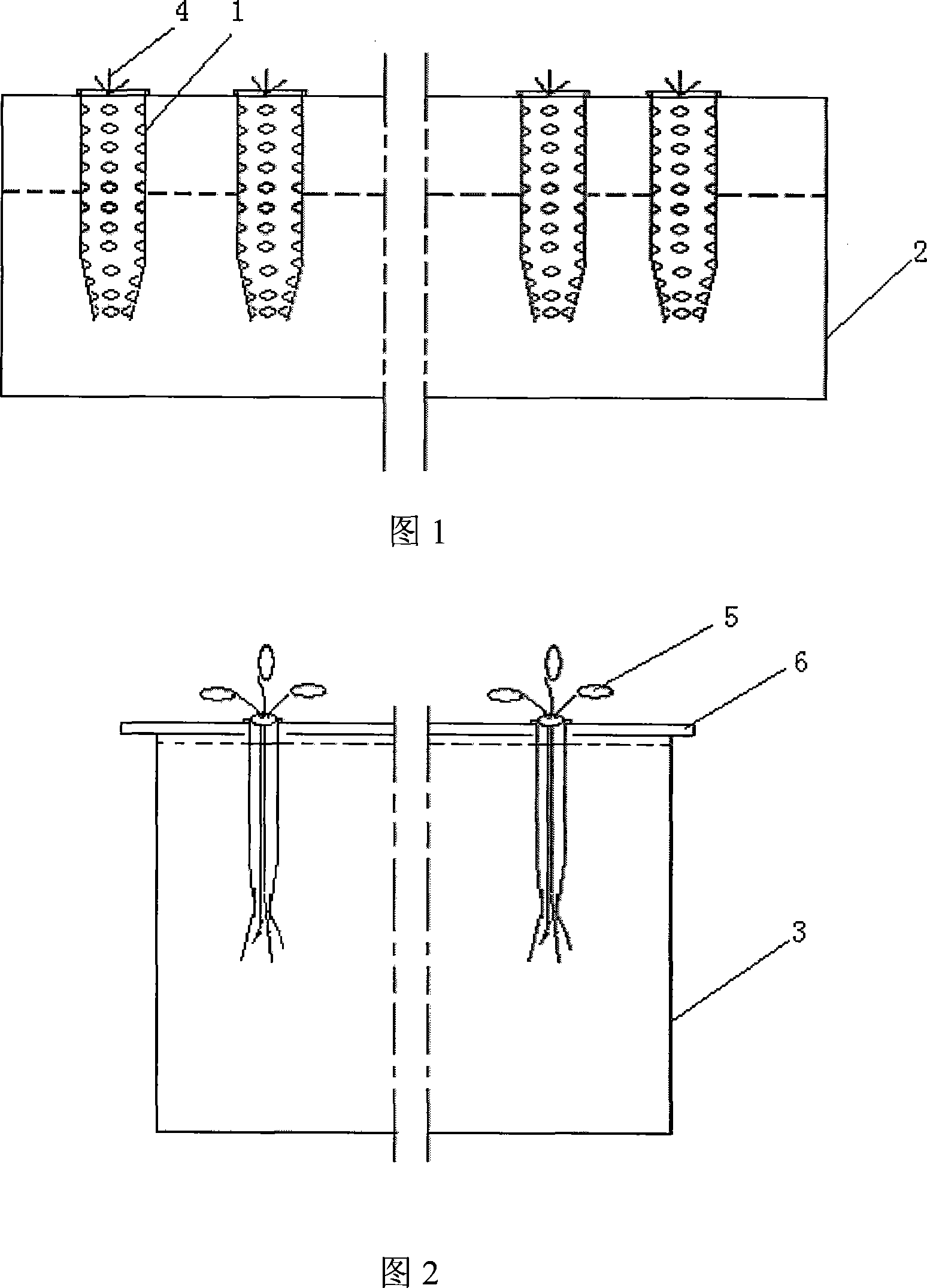 Water-planting method for arabidopsis thaliana