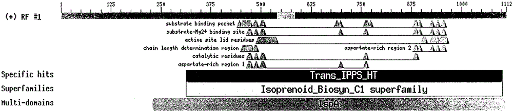 Peony geranyl geranyl pyrophosphate synthase (plggps) gene and its encoded products and applications