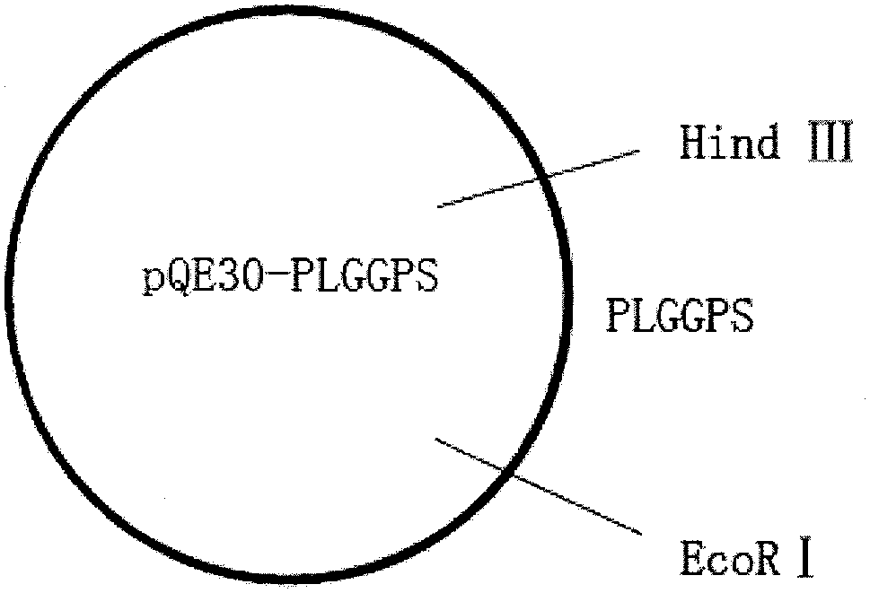 Peony geranyl geranyl pyrophosphate synthase (plggps) gene and its encoded products and applications