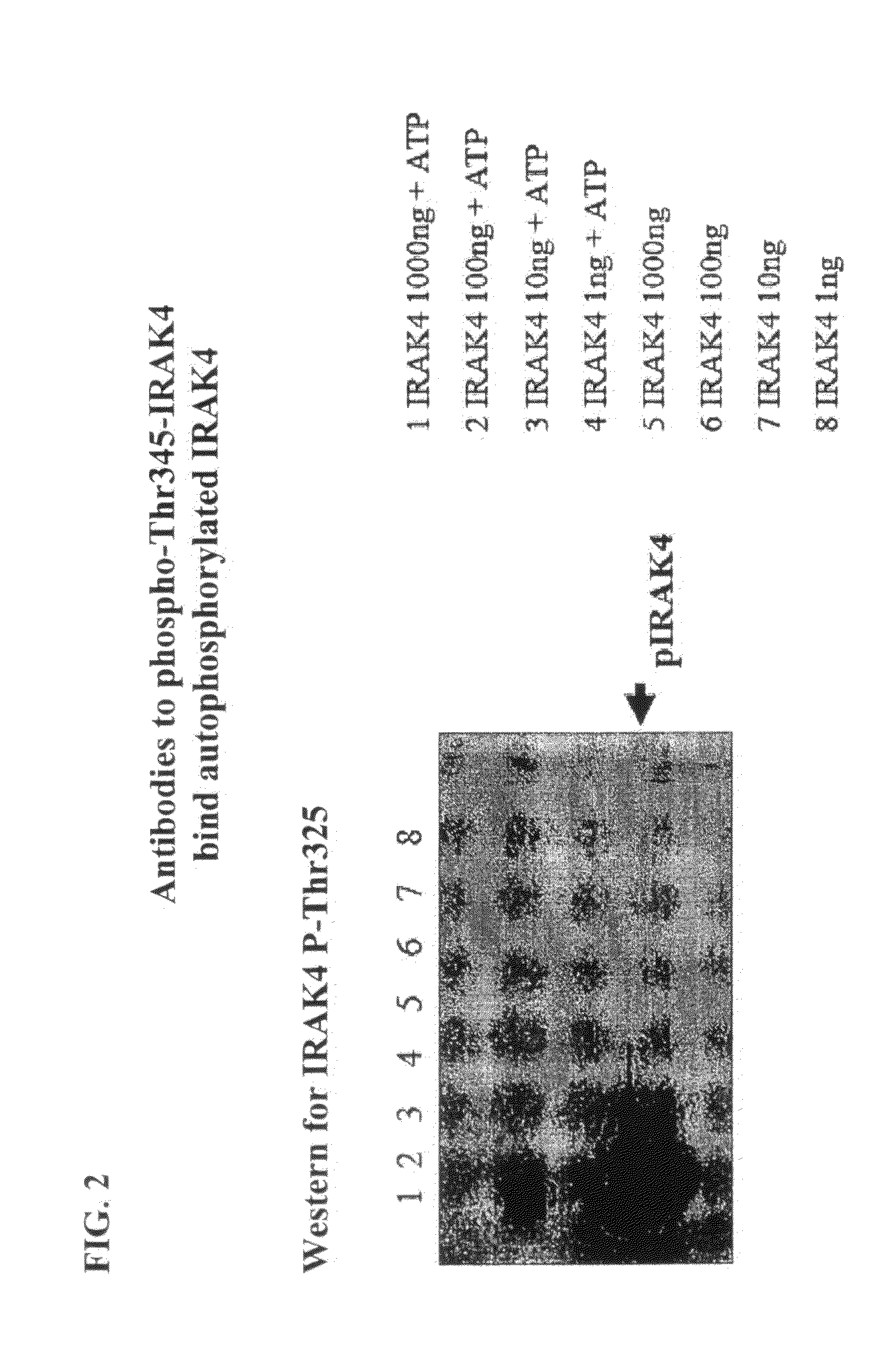 Antibodies to Phosphorylated IRAK4