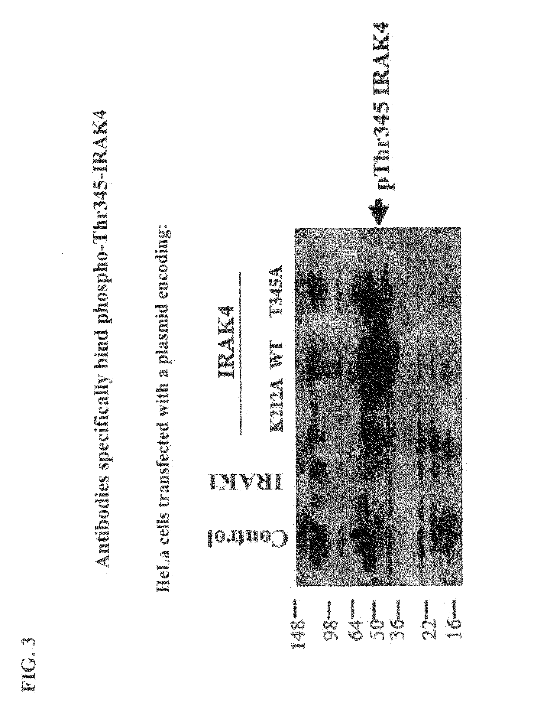 Antibodies to Phosphorylated IRAK4