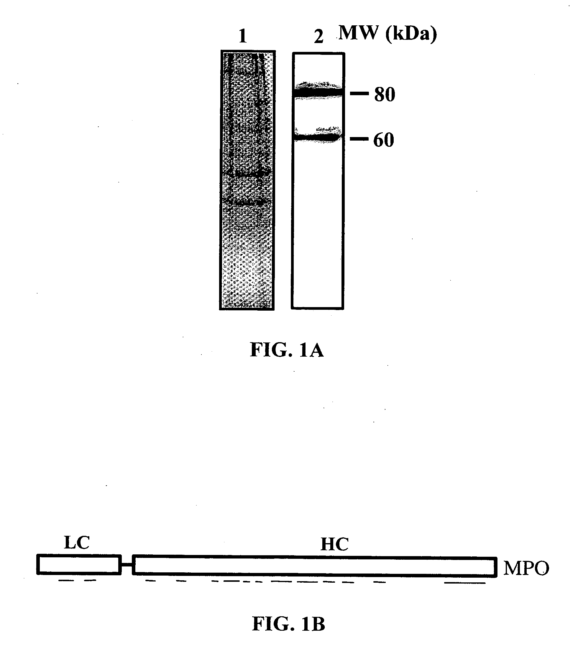 Peptide carrier for drug delivery