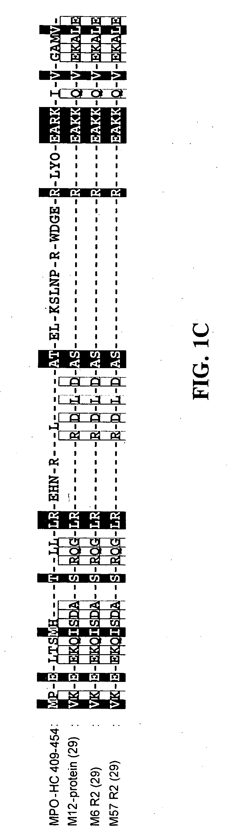 Peptide carrier for drug delivery