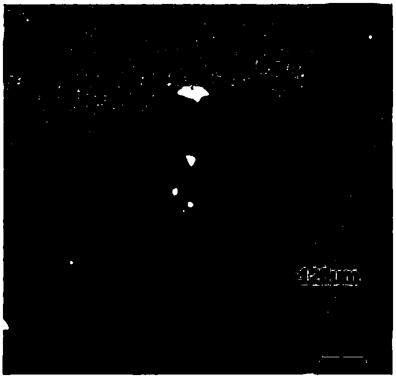 Method for growing single-crystal two-dimensional transitional metal sulphide