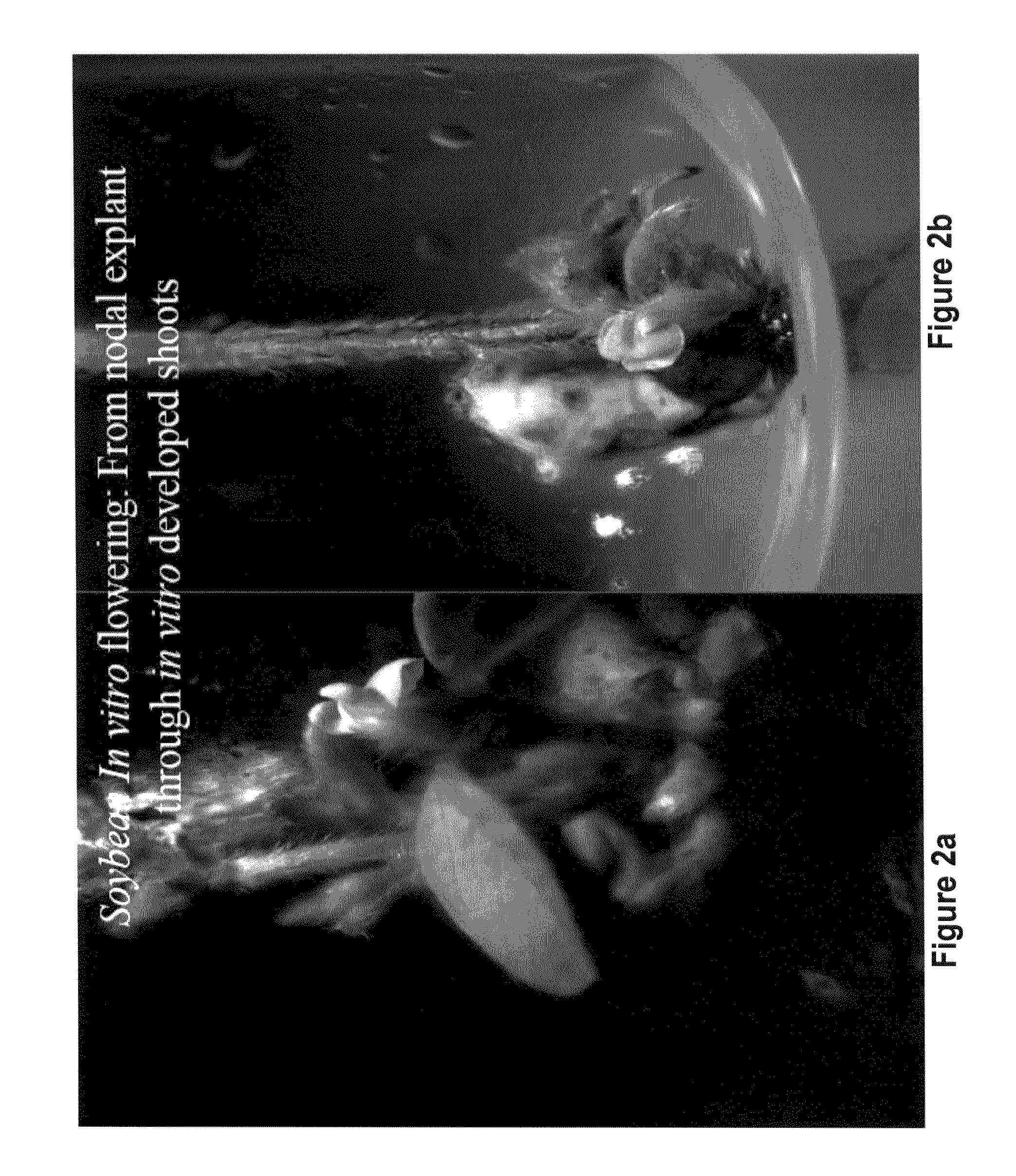 Method for producing direct in vitro flowering and viable seed from cotyledon, radicle, and leaf explants, and plants produced therefrom