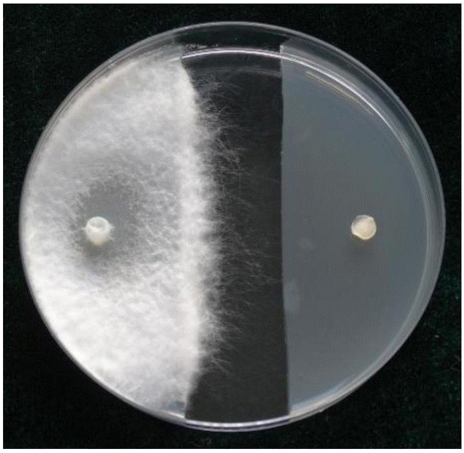 Schizophyllum commune strain for generating volatile bacteriostatic and nematocidal active component and application thereof