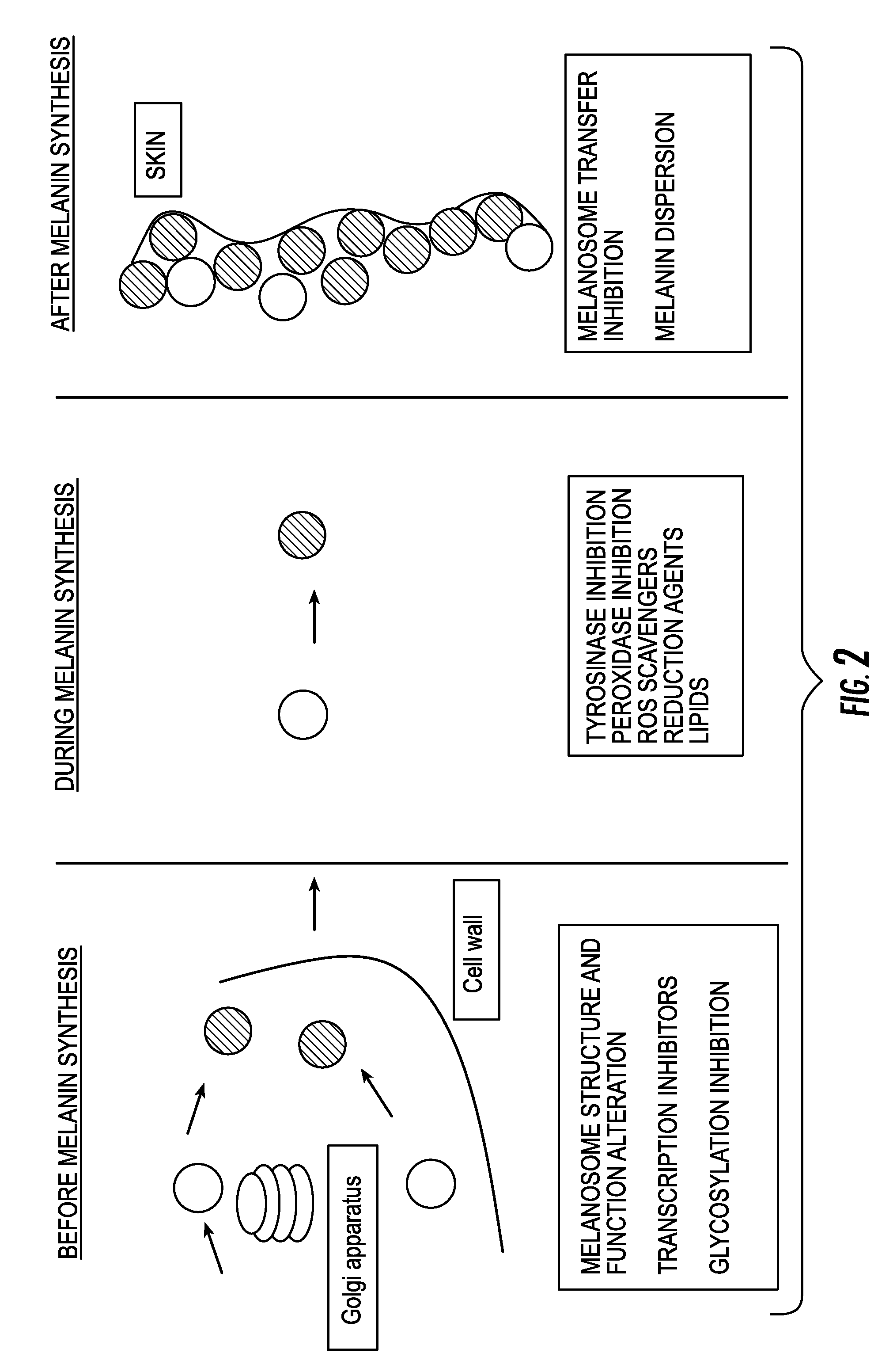 Topical composition for the treatment of hyperpigmented skin