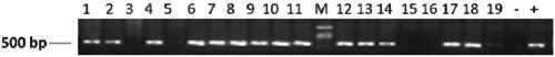 OsHAP2C (oryza sativa heme activator protein 2C) and application of encoding genes thereof to regulating rice bacterial leaf blight resistance