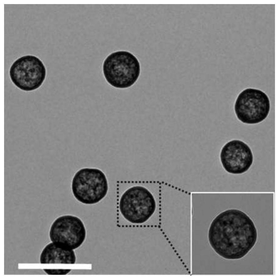 A zwitterionic polymer-based nitric oxide-driven nanomotor and its preparation method and application