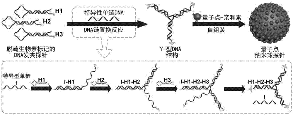 Highly sensitive and decomposable quantum dot nanosphere probe and preparation method thereof