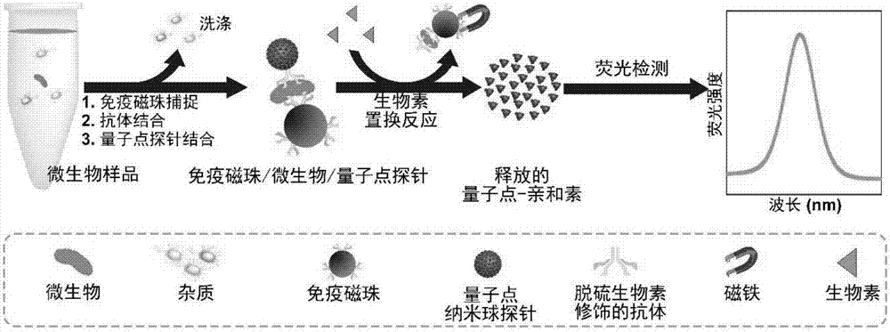 Highly sensitive and decomposable quantum dot nanosphere probe and preparation method thereof