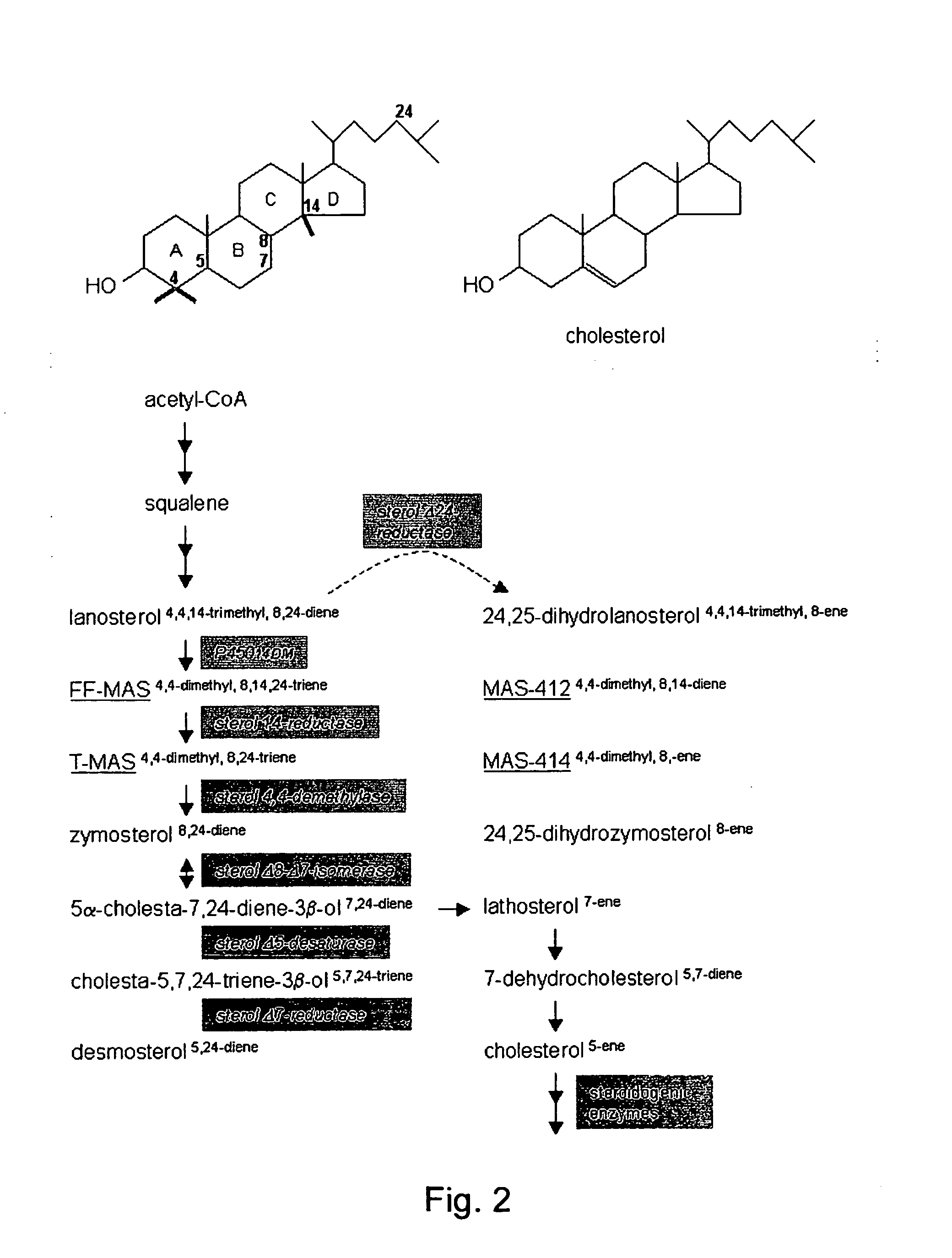 Igamete recruitment and developmental competence in mammals by inhibiting the de-nova sterol biosynthesis and/or promoting sterol efflux