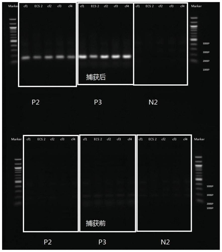 Method, kit and analysis system for synchronous prenatal screening of chromosomes and monogenic diseases