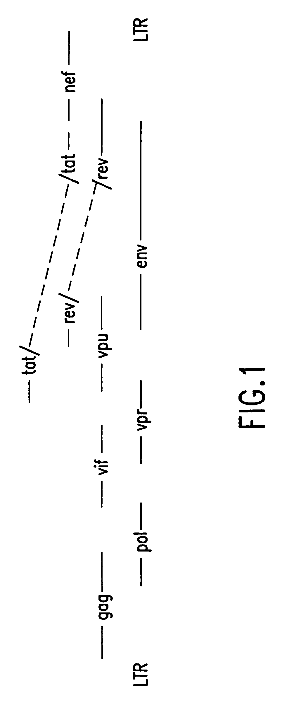 Coordinate in vivo gene expression