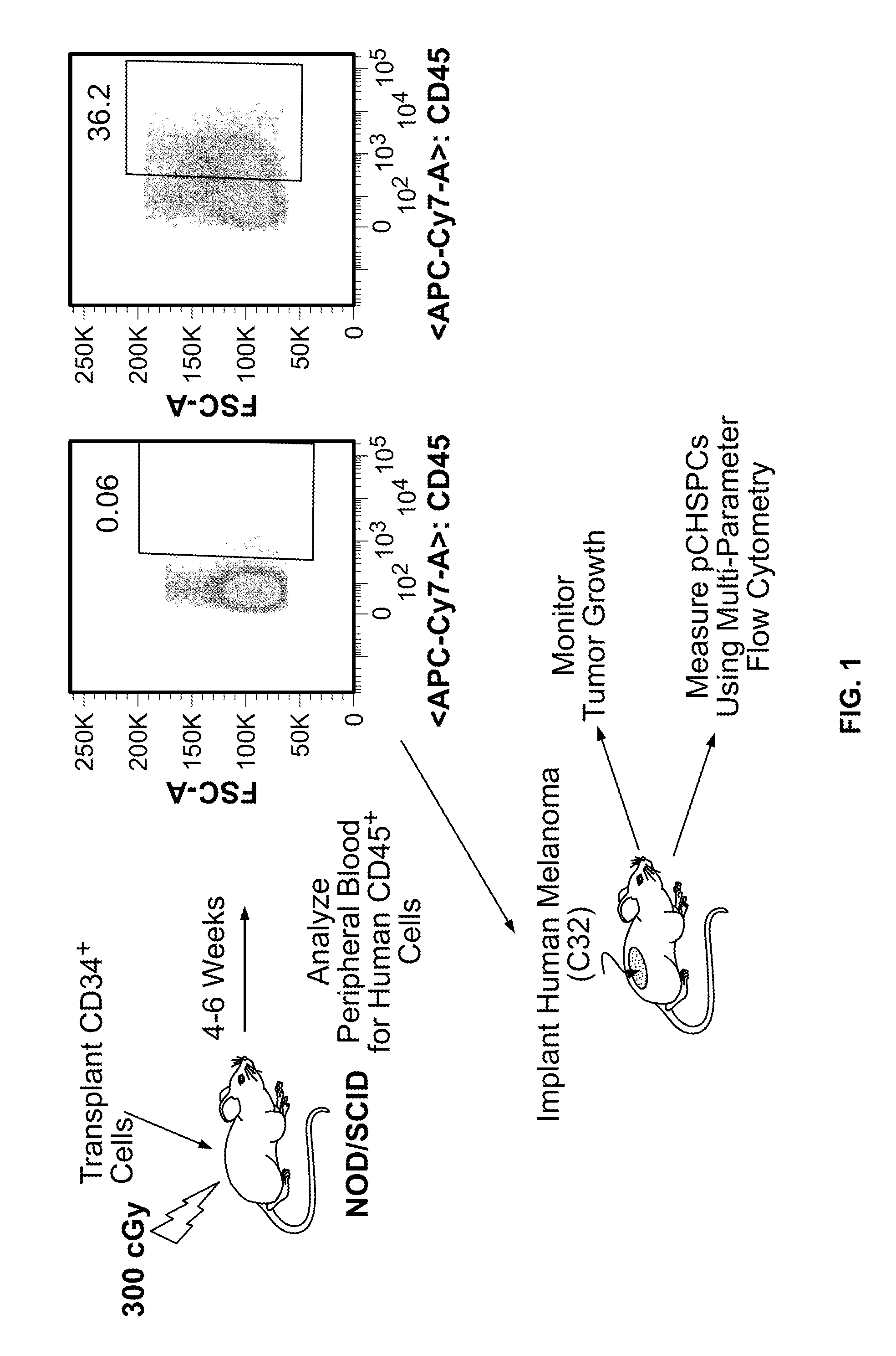 Pro-angiogenic and Anti-angiogenic hematopoietic progenitor cell populations